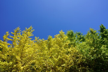 The autumn colors of Ginkgo trees along the street is so beautiful.