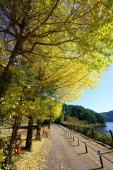 Naklejka premium The autumn colors of Ginkgo trees along the street is so beautiful.