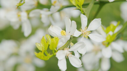White Flower Of Citrus Trifoliata Or Japanese Bitter Orange. Rack focus.