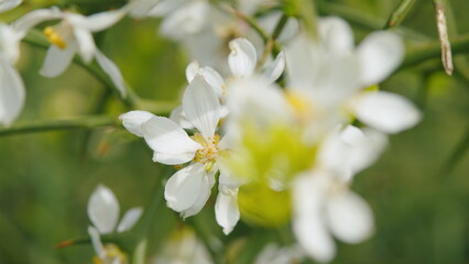 Obraz premium Poncirus Trifoliata Flower With Bees Working. White Flowers Orange. Japanese Bitter Orange. Close up.