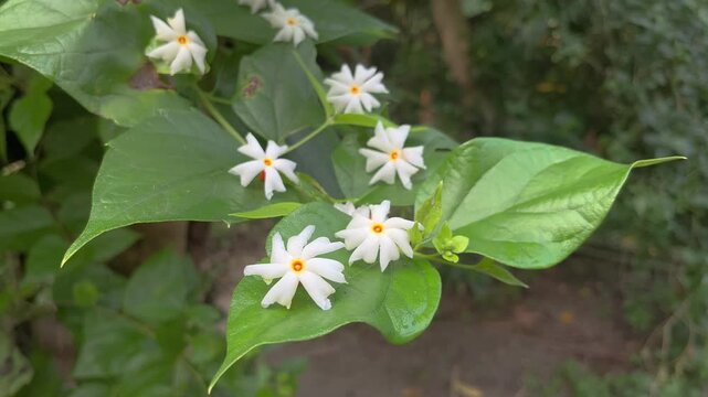 Night jasmine, Seuli or Shefali flower is symbol flower of saradiya or Durga Puja festival in autumn season.