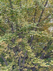 The Ginkgo trees along the street are at their peak color and so beautiful.
