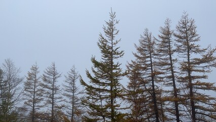 The leaves are changing.