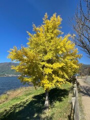 The autumn foliage of the Ginkgo trees lining the road looks spectacular!