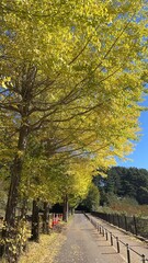 The Ginkgo trees along the street are at their peak color and so beautiful.