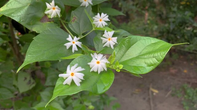 Night jasmine, Seuli or Shefali flower is symbol flower of saradiya or Durga Puja festival in autumn season.