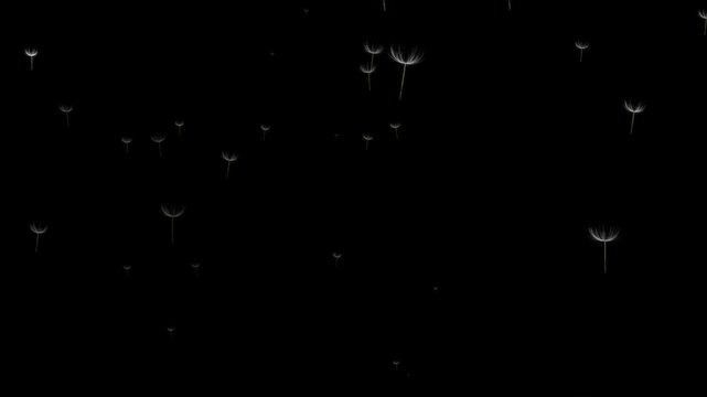 alpha Dandelion seeds drift far away