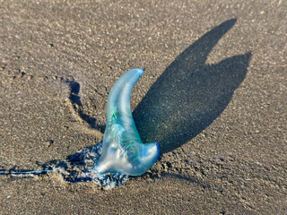 A puffed up blue bottle Portuguese man o' war jellyfish casting a long shadow with a long stinger washed up on a black sand beach at low tide in New Zealand