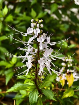 orthosiphon aristatus flower in the morning