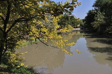 reflection of trees in the water