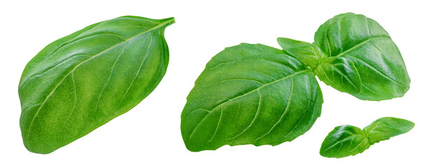 Basil isolated. Flying Organic Basil leaves in the air. Green  Basil leaf  isolated on white background. Levitation. Food ingredient, design element  Top view. Flat lay.