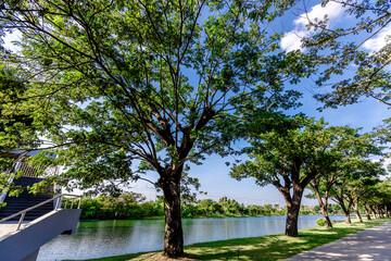 natural background of many species of plants that are laid out in the park, for the propagation of the species and to provide shade for those who stop by while traveling to study the ecology.