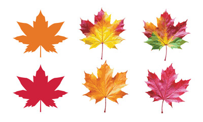 Autumn maple colorful leaves set isolated on white background element vector illustration. Fall maple foliage collection