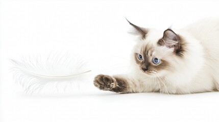 lovely  ragdoll cat on white isolate background