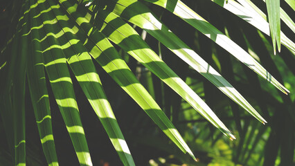 Green palm leaf background in botanical garden with light and shadow on surface, Natural Copernicia baileyana foliage backdrop 