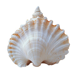 Obraz premium A fan-shaped seashell with a pointed tip, displaying soft orange hues along its ridges, giving a textured, natural look, set against a transparent background