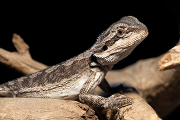 Cute Australian Baby Bearded Dragon reptile pet in a home enclosure. 