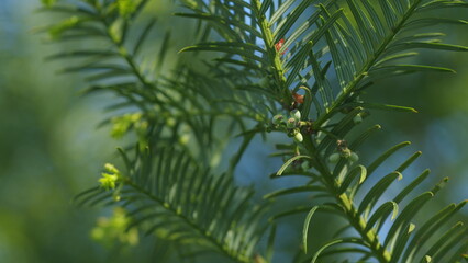 European Yew. New Bright Green With Yellow Stripes Foliage On Taxus Baccata Or Elegantissima. Nature Concept. Rack focus.