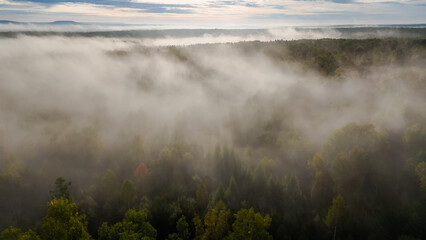 fog over the forest at dawn in autumn from the height of a drone