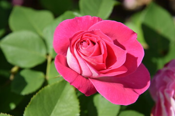 rose garden flowers