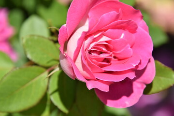 rose garden flowers