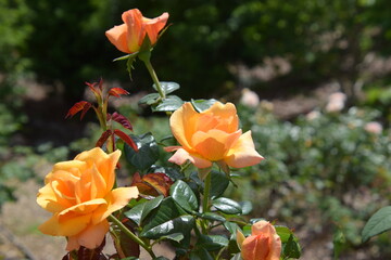 rose garden flowers