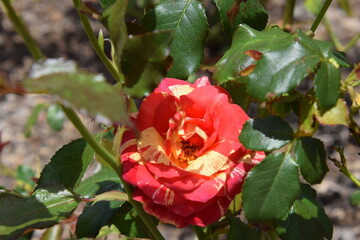 Obraz premium rose garden flowers
