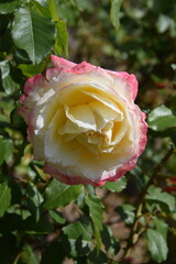 rose garden flowers