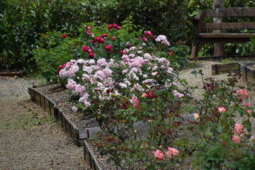 rose garden flowers
