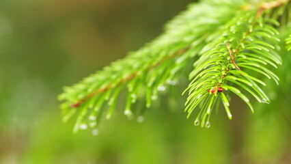 Young Decorative Green Spruce. Spruce Branch. Drops Of Water. Spruce Branch With Rain Drops. Bokeh.