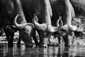 The African buffalo, Syncerus caffer, is a formidable herbivore native to the diverse landscapes of sub-Saharan Africa. These bovines, often referred to as Cape buffalo, Syncerus caffer caffer.