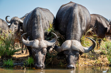 Obraz premium The African buffalo, Syncerus caffer, is a formidable herbivore native to the diverse landscapes of sub-Saharan Africa. These bovines, often referred to as Cape buffalo, Syncerus caffer caffer.