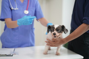 Veterinary clinic A veterinary doctor treats little dogs for annual checkups at a nearby clinic.