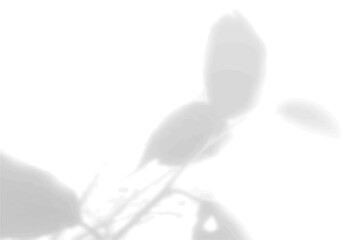 The shadow of tropical fern leaves on a white wall. Black and white image for photo overlay or mockup