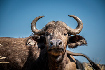 The African buffalo, Syncerus caffer, is a formidable herbivore native to the diverse landscapes of sub-Saharan Africa. These bovines, often referred to as Cape buffalo, Syncerus caffer caffer.