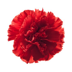 A red carnation