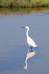 white Bird called little egret or heron or GARZETTA in italian langauge with long neck in the pond in summer