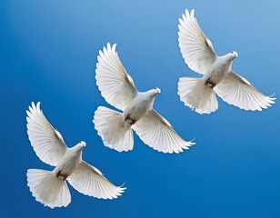 Fototapeta premium white doves in flight against deep blue sky