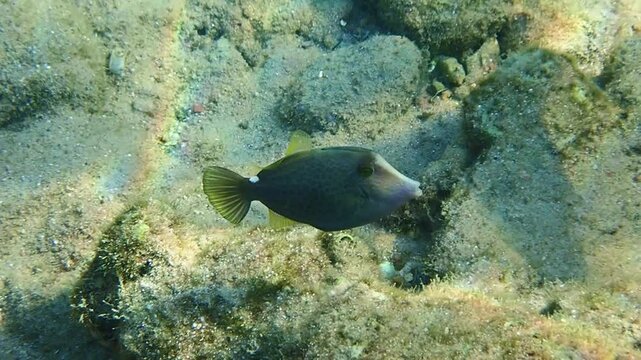 Young Honeycomb filefish or triggerfish (Cantherhines pardalis), belongs to the family Monocanthidae (filefishes), the species is rare in occurrence and has solitary lifestyle, Red Sea