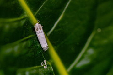 Close-up of a white moth on a green leaf, showing details of its texture and natural environment.
