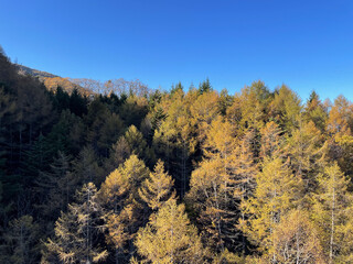 メタセコイヤの紅葉