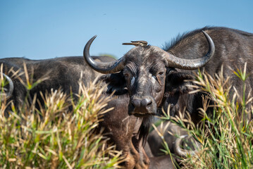 The African buffalo, Syncerus caffer, is a formidable herbivore native to the diverse landscapes of sub-Saharan Africa. These bovines, often referred to as Cape buffalo, Syncerus caffer caffer.