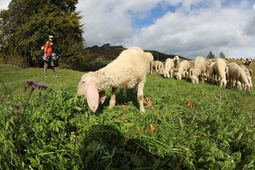 woman photographs a white sheep with woolly fleece eating grass with a flock in the background
