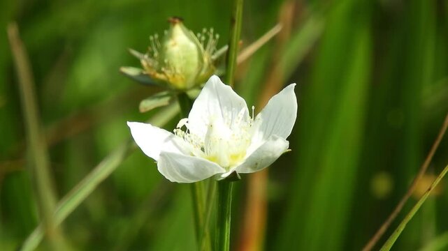 [4K] Parnassia palustris (Marsh Grass of Parnassus) Blooming in Autumn Wetland: White Flowers in Japan 【4K】湿原に咲くウメバチソウ：初秋の八甲田で風に揺れる清楚な白い花と、澄んだ山の自然風景素材 撮影日：20240903-2