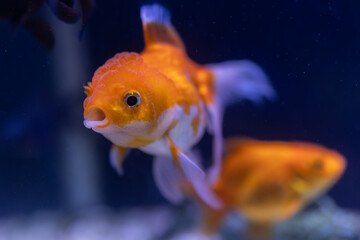 Close-up image of Goldfish in aquarium
