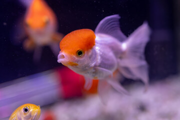 Close-up image of Goldfish in aquarium