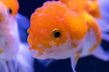 Close-up image of Goldfish in aquarium