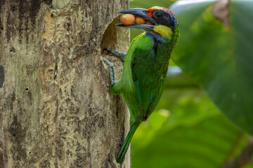Nature wildlife image of Gold-Whiskered Barbet collecting fruit