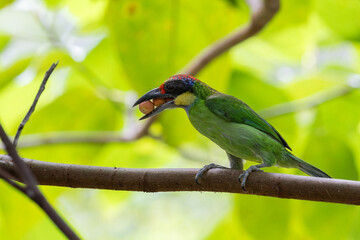 Nature wildlife image of Gold-Whiskered Barbet collecting fruit