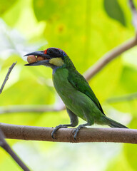 Nature wildlife image of Gold-Whiskered Barbet collecting fruit